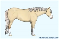 Horse Color:Silver Amber Champagne Dun Sabino Splash 