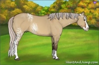 Horse Color:White Spotted Silver Bay Dun Splash 