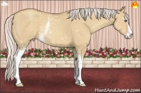 Horse Color:White Spotted Silver Classic Champagne Dun Sabino 
