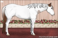 Horse Color:Chestnut Tobiano