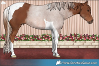 Horse Color:Chestnut Tobiano
