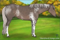 Horse Color:White Spotted Silver Black 