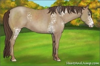 Horse Color:White Spotted Classic Champagne 