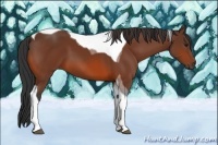Horse Color:Bay Tobiano 