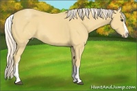 Horse Color:White Spotted Palomino Splash 