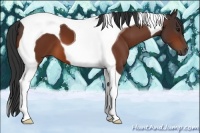Horse Color:Bay Tobiano 