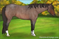 Horse Color:Bay Roan  Brindle