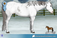 Horse Color:White Spotted Grullo Ice Splash Appaloosa Rabicano 