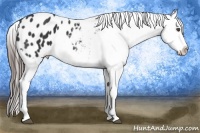 Horse Color:Black Appaloosa