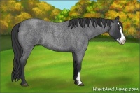 Horse Color:Unknown 