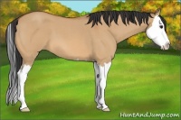 Horse Color:Bay Roan Dun Splash 