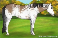 Horse Color:White Spotted Bay Dun 