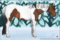 Horse Color:Bay Tobiano 