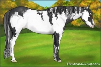 Horse Color:White Spotted Black Splash Frame 