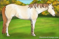 Horse Color:White Spotted Classic Champagne Pearl Dun Sabino Splash Frame