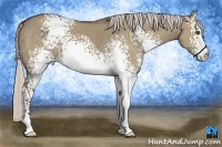 Horse Color:White Spotted Silver Grullo 
