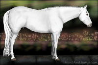Horse Color:Gray Palomino Sabino Frame Near Leopard 
