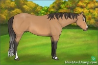 Horse Color:Buckskin Sabino