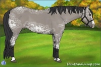 Horse Color:White Spotted Grullo Ice Sabino Splash Rabicano 