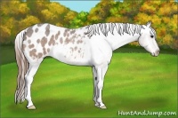 Horse Color:Buckskin Roan Appaloosa Rabicano 