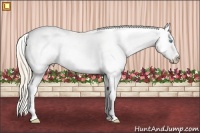 Horse Color:Smoky Creme Tobiano Frame Appaloosa Rabicano