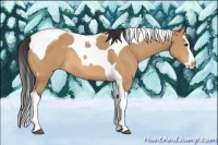 Horse Color:Buckskin Splash Tobiano Rabicano
