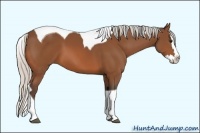 Horse Color:Silver Bay Splash Tobiano