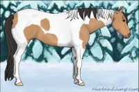 Horse Color:Buckskin Tobiano 