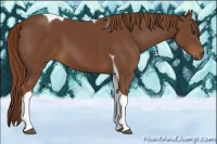 Horse Color:Chestnut Tobiano 