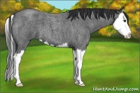 Horse Color:Blue Roan Splash 