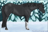 Horse Color:Black Tobiano 