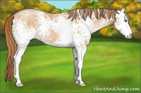 Horse Color:White Spotted Bay Pearl