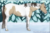 Horse Color:Classic Champagne Dun Tobiano 