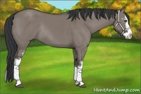 Horse Color:White Spotted Grullo Sabino Splash Rabicano 