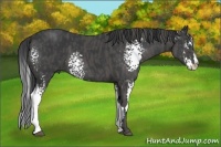 Horse Color:White Spotted Black Sabino Splash Frame  Brindle