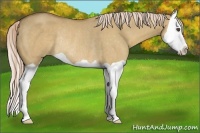 Horse Color:Palomino Dun Splash Rabicano 