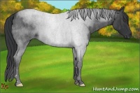 Horse Color:Blue Roan  Brindle