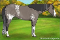Horse Color:White Spotted Grullo Splash 