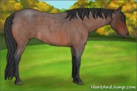 Horse Color:Bay Roan 