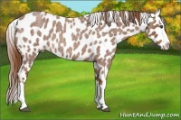 Horse Color:Red Roan Splash Appaloosa 