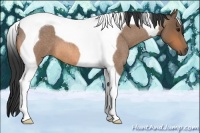 Horse Color:Buckskin Roan Tobiano 