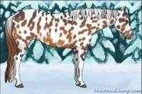 Horse Color:Buckskin Tobiano Appaloosa