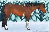 Horse Color:Bay Sabino Tobiano 