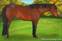 Horse Color:Bay Sabino 