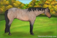 Horse Color:Buckskin Roan