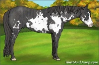 Horse Color:White Spotted Blue Roan Splash Frame  Brindle