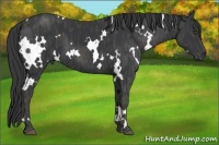 Horse Color:White Spotted Black  Brindle