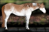 Horse Color:White Spotted Chestnut Tobiano