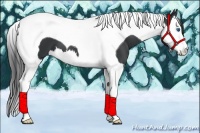 Horse Color:Black Splash Tobiano