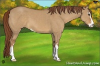 Horse Color:Red Dun Sabino